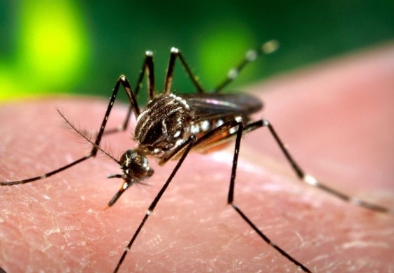 Aplastante caída del dengue en Córdoba: 3.394 casos este año contra 129.274 del 2024