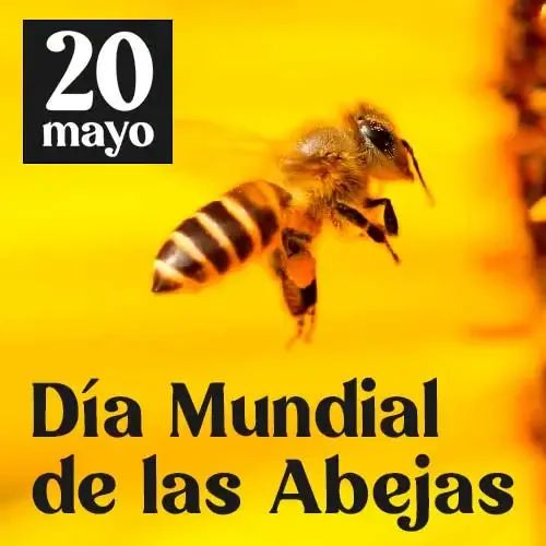 Gabriel Dutto: Las abejas son clave para la polinización y la vida en la Tierra