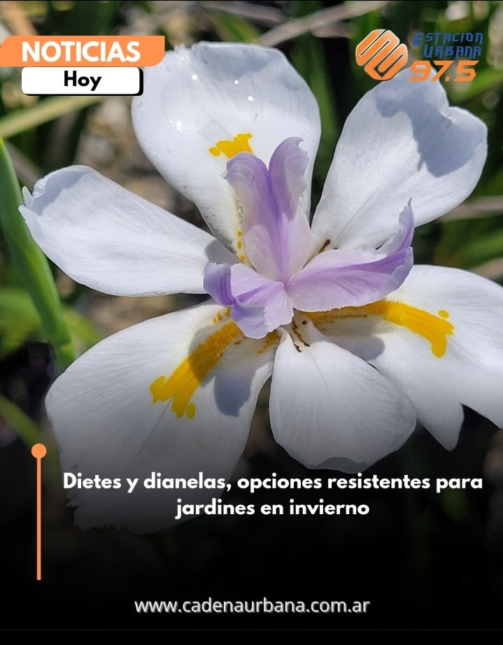 Dietes y dianelas, opciones resistentes para jardines en invierno