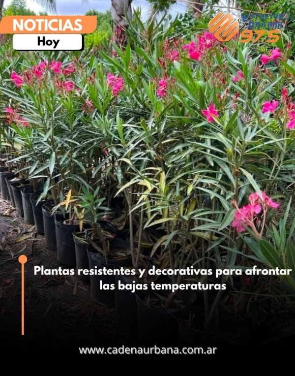 Plantas resistentes y decorativas para afrontar las bajas temperaturas