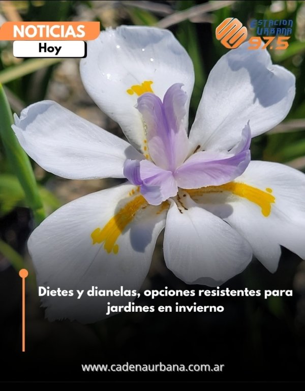 Dietes y dianelas, opciones resistentes para jardines en invierno