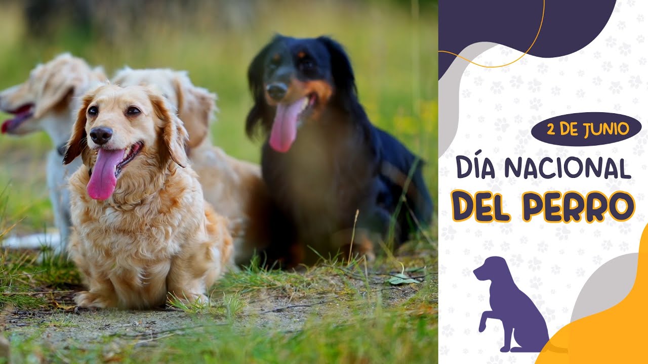 DÍA NACIONAL DEL PERRO: SERGIO ABRILE ABOGÓ POR LA TENENCIA RESPONSABLE