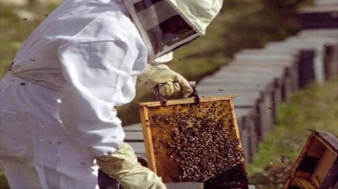 DÍA NACIONAL DEL APICULTOR: LA IMPORTANCIA DE LAS ABEJAS