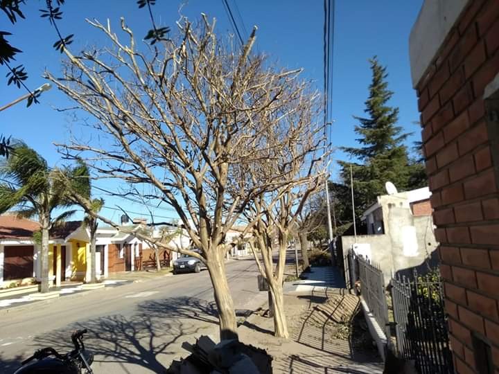 El Centro Vecinal de Barrio Belgrano realizo un relevamiento y una Campa&ntilde;a sobre el faltantes de &aacute;rboles en las veredas