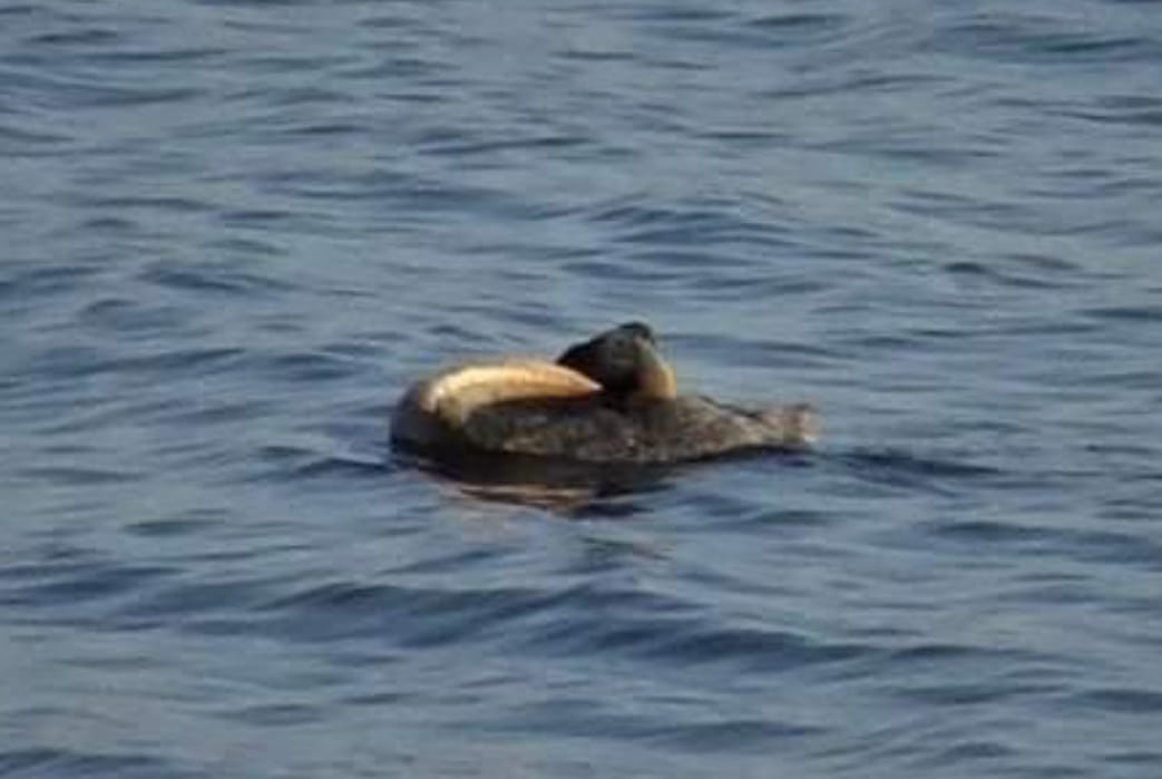 UNA FOTO SACADA EN EL LAGO DE EMBALSE REVOLUCIONÓ LAS REDES