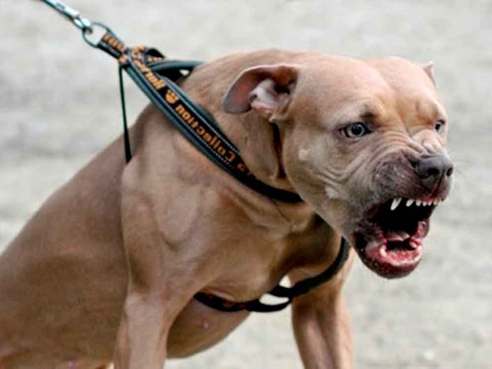 EL CONCEJAL RAFAEL PRADO EXPLICÓ LAS MEDIDAS Y DE QUE SE TRATA EL REGISTRO DE PERROS POTENCIALMENTE PELIGROSOS 