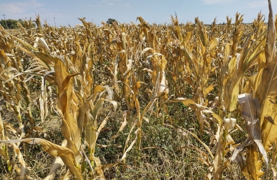 EL GOBIERNO PRORROGÓ LA EMERGENCIA Y/O DESASTRE AGROPECUARIO