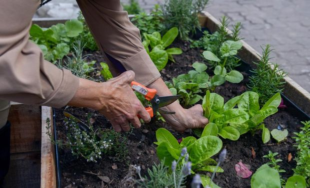 Claudio Favot: el curso de Huerta ofrece una buena salida laboral