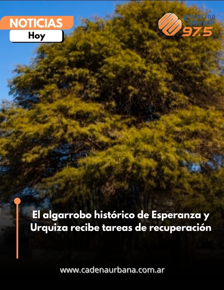 El algarrobo hist&oacute;rico de Esperanza y Urquiza recibe tareas de recuperaci&oacute;n