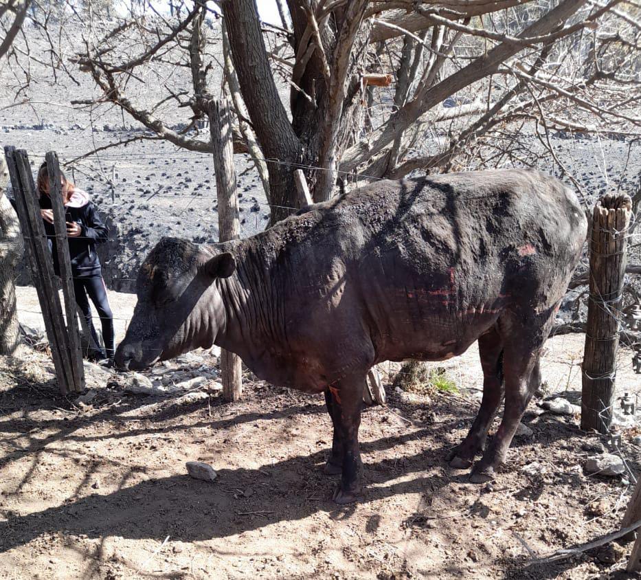 NOTICIAS + IVA: SITUACIÓN DE LOS ANIMALES POR LOS INCENDIOS 