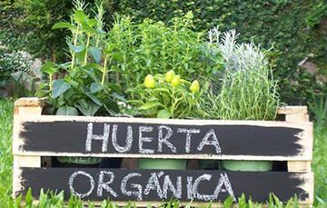 NOTICIAS + IVA: HUERTA ORGÁNICA 
