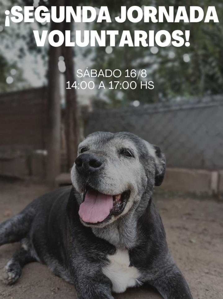 La Protectora de Animales convoca a voluntarios para continuar con mejoras en el refugio
