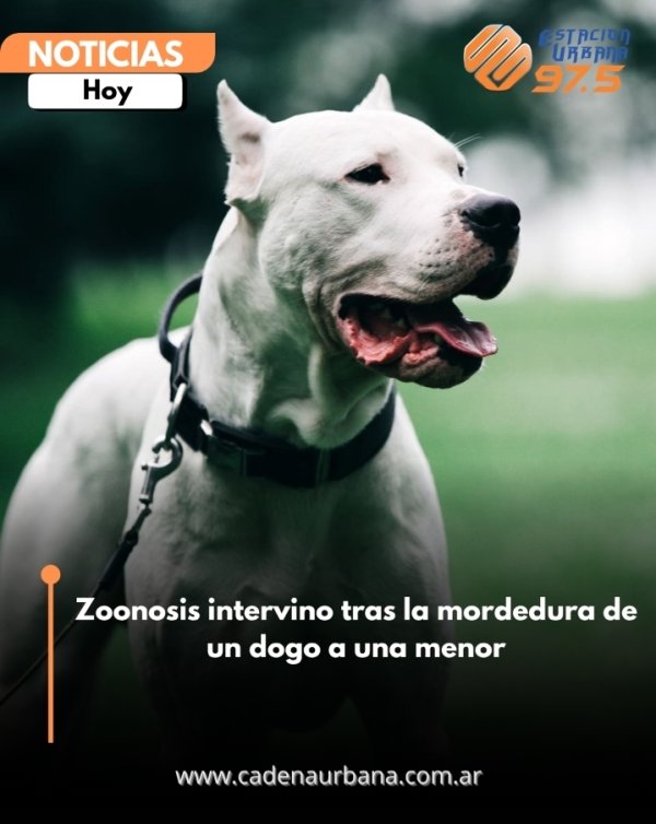 Zoonosis intervino tras la mordedura de un dogo a una menor