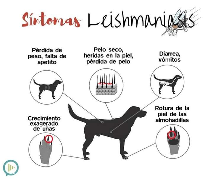 EL MÉDICO VETERINARIO LUCIO PRIOTTI SE REFIRIÓ A LA LEISHMANIASIS CANINA