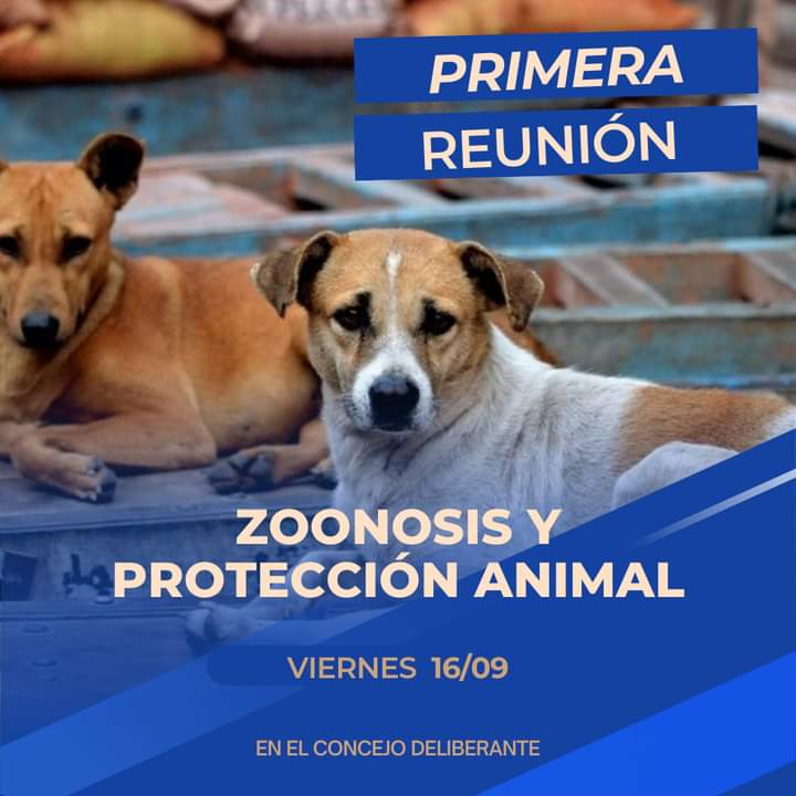 CONVOCATORIA DEL CONCEJO DELIBERANTE PARA TRATAR EL PROYECTO DE ZOONOSIS Y PROTECCIÓN ANIMAL 