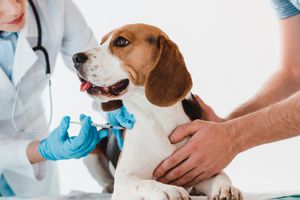 EL PRESIDENTE DE LA CÁMARA DE VETERINARIOS SE REFIRIÓ A LA NUEVA ORDENANZA DE ZOONOSIS