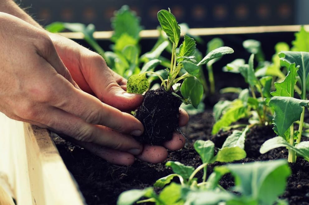HUERTA EN TU HOGAR: CÓMO INSCRIBIRSE PARA RECIBIR LAS SEMILLAS DE LA TEMPORADA PRIMAVERA-VERANO