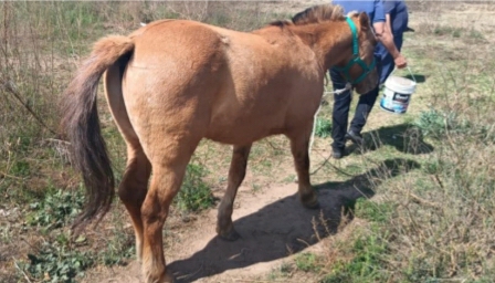 Parte policial: En un allanamiento se secuestra un equino que había sido sustraído 