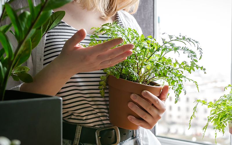 Cuidado de las plantas ante las altas temperaturas