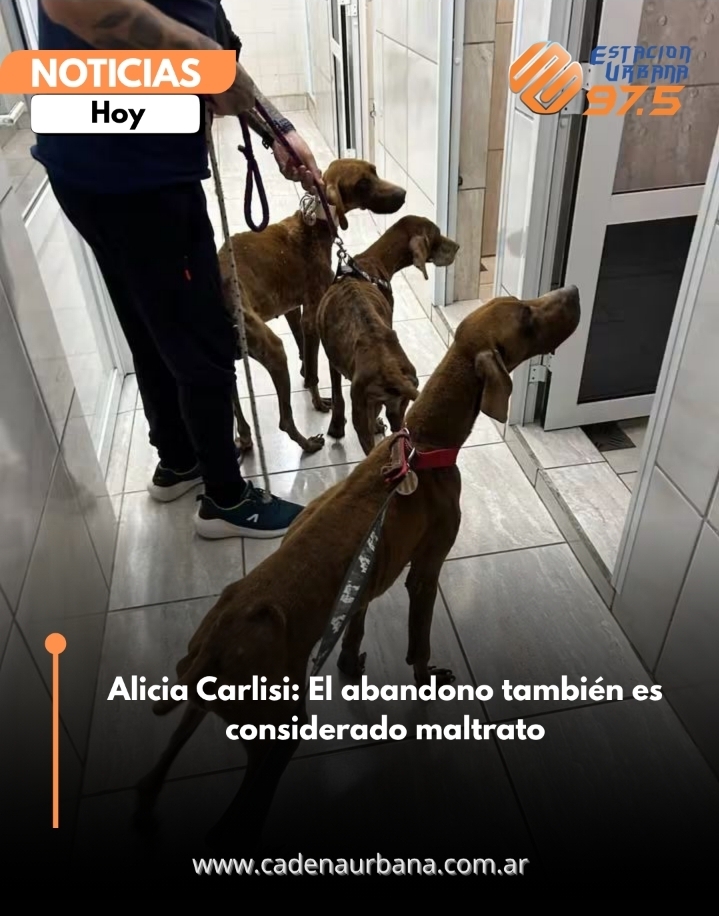 Alicia Carlisi: El abandono tambi&eacute;n es considerado maltrato