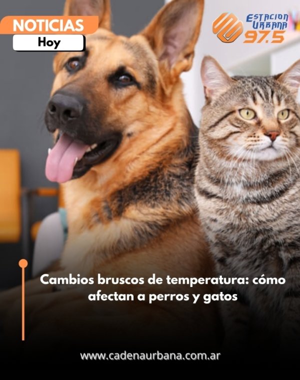 Cambios bruscos de temperatura: c&oacute;mo afectan a perros y gatos