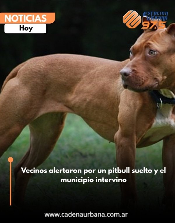 Vecinos alertaron por un pitbull suelto y el municipio intervino