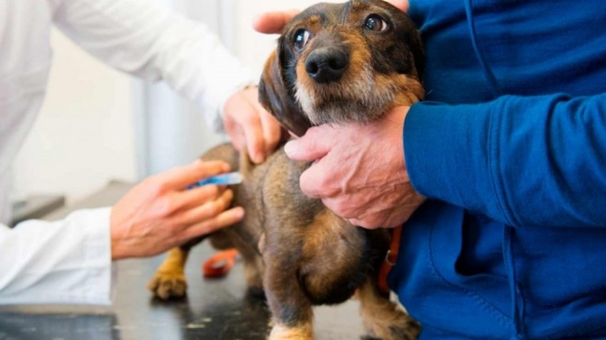 VACUNACIÓN ANTIRRÁBICA: SE VACUNARON CASI 800 MASCOTAS EN CUATRO DÍAS