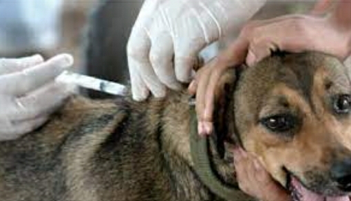 MÁS DE 2200 PERROS Y GATOS YA RECIBIERON SU VACUNA ANTIRRÁBICA