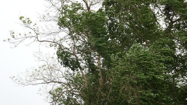 EL VIENTO DE LA MADRUGADA AFECTÓ PRINCIPALMENTE A BARRIO CERINO