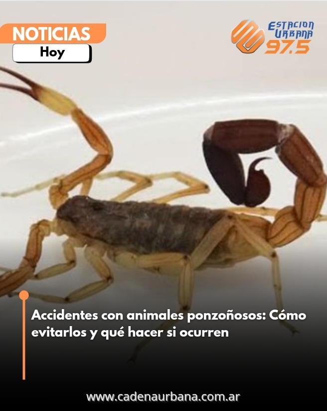 Accidentes con animales ponzoñosos: Cómo evitarlos y qué hacer si ocurren