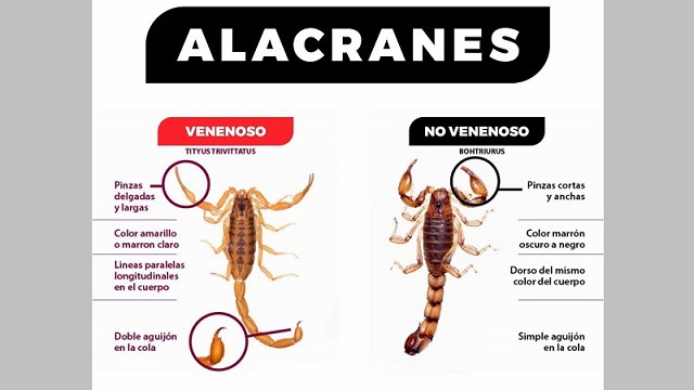 CONSEJOS ANTE LA APARICIÓN DE ALACRANES