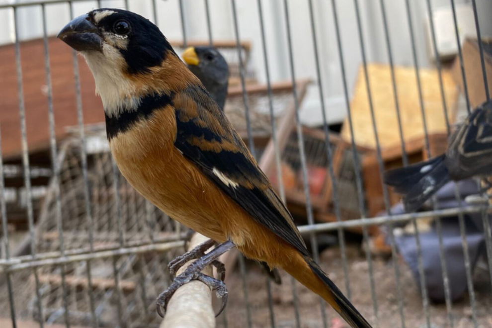 POLICIA AMBIENTAL RESCATÓ 110 AVES SILVESTRES EN UN DOMICILIO DE NUESTRA CIUDAD