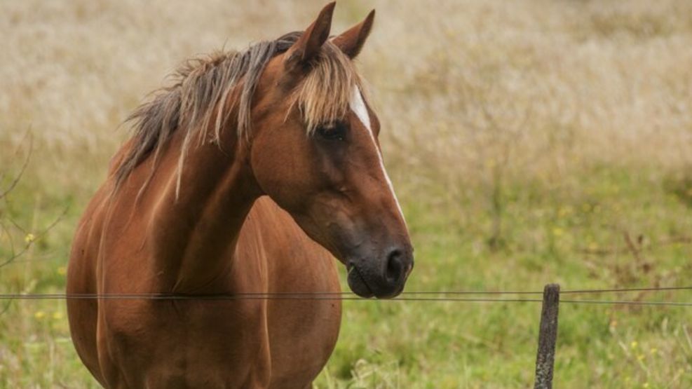 LUCIO PRIOTTI NOS HABLÓ DE LA ENCEFALOMIELITIS EQUINA, UNA ENFERMEDAD ZOONÓTICA